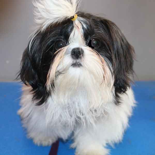 What Age Do You Start Grooming a Shih Tzu?