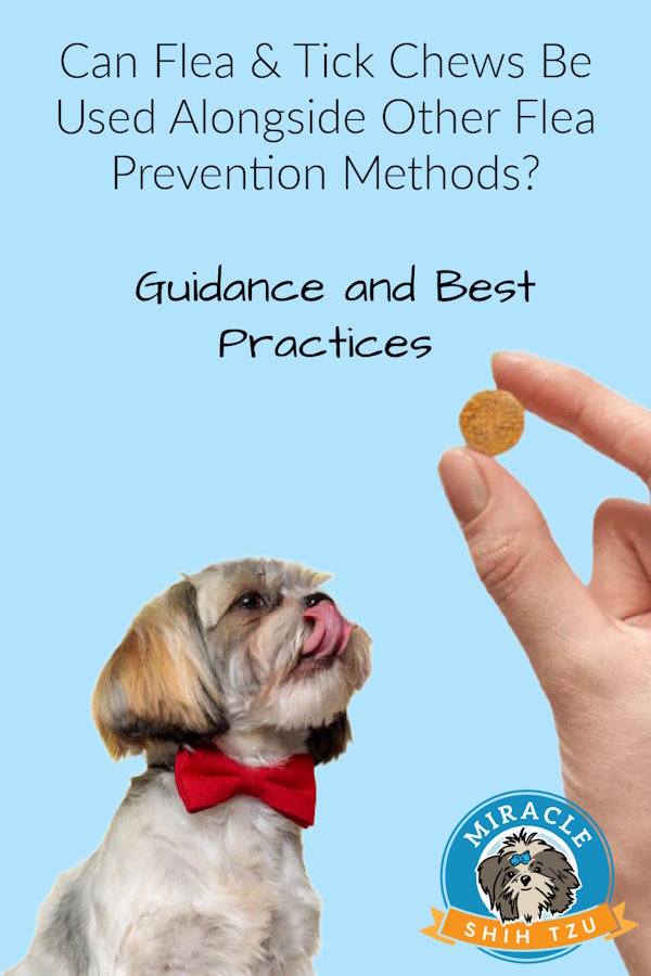 A shih tzu dog is sitting waiting for a chew, pin image