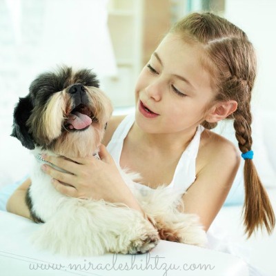 shih tzu and kids