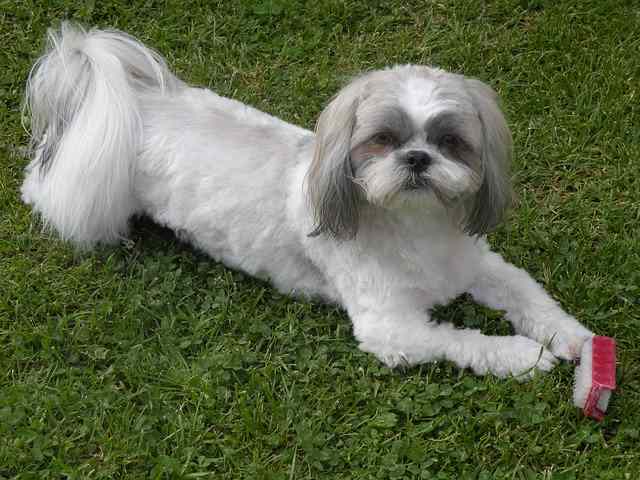 Adopt a Shih Tzu from a Shelter