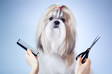 How to Groom a Shih Tzu Dog How to Groom a Shih Tzu Dog