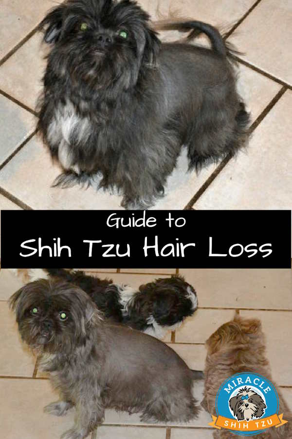 Pin Image with two photos of a Shih Tzu loosing hair