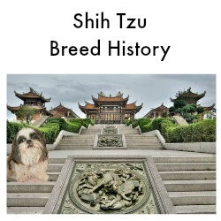 Shih Tzu Breed History Link