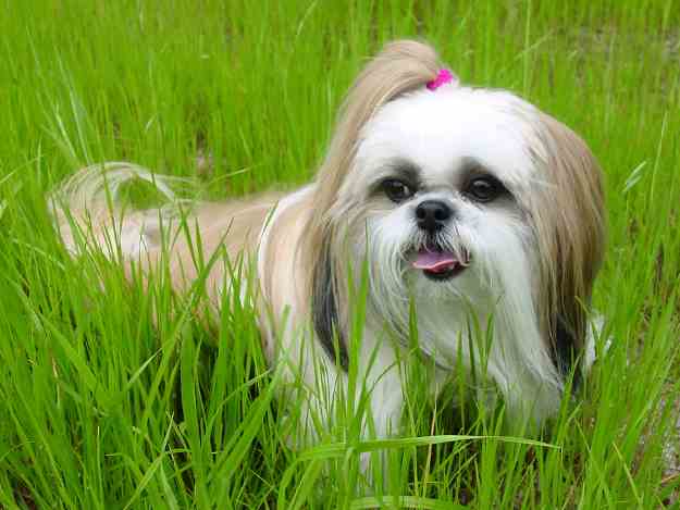 how to get a shih tzu to stop barking