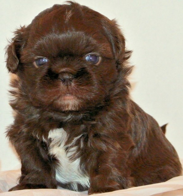 all about shih tzu puppies