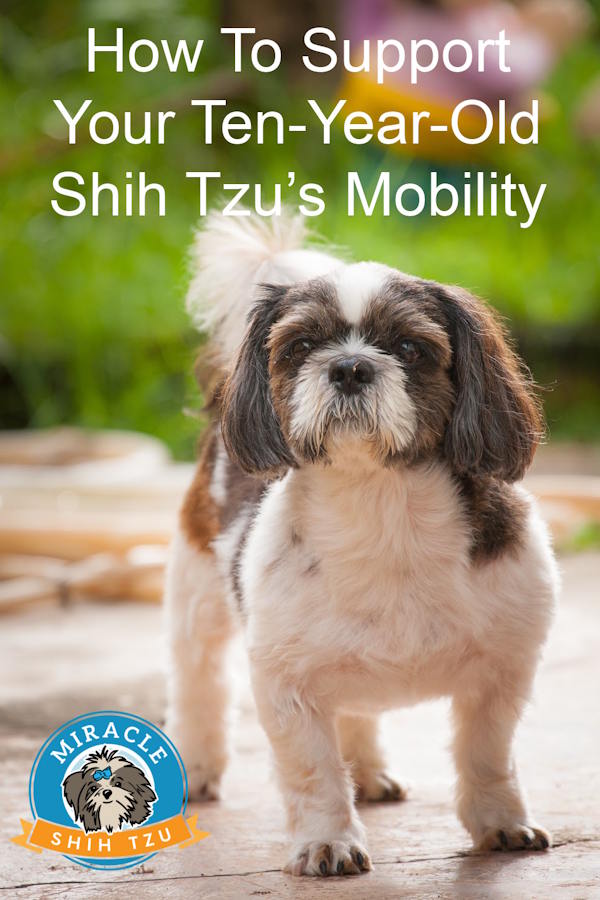 A Shih Tzu standing and looking at the camera in a pin image