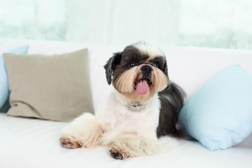 Shih Tzu staying in a pet friendly hotel Shih Tzu staying in a pet friendly hotel