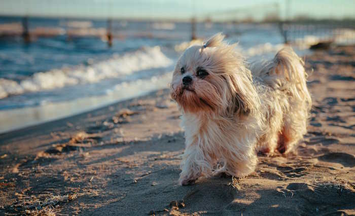 A messy Shih Tzu dog is having fun on a Florida beach