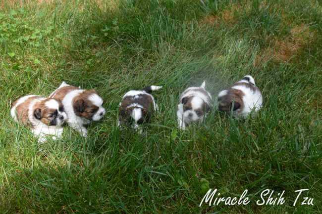 Five young Shih Tzu puppies are in the grass.