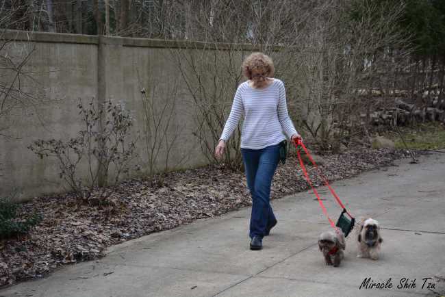 A woman is walking her two Shih Tzu dogs in early spring
