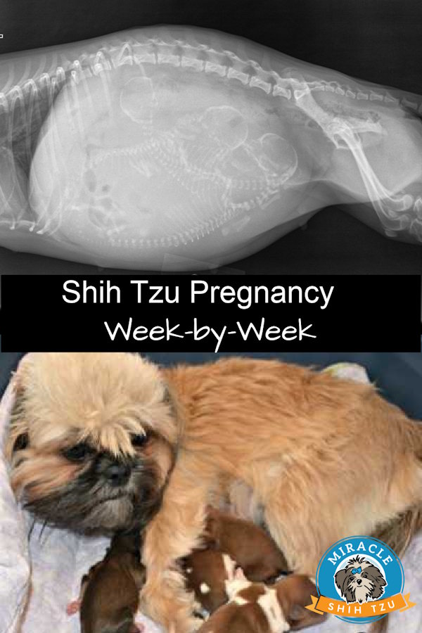 A pin image showing the Shih Tzu pregnancy