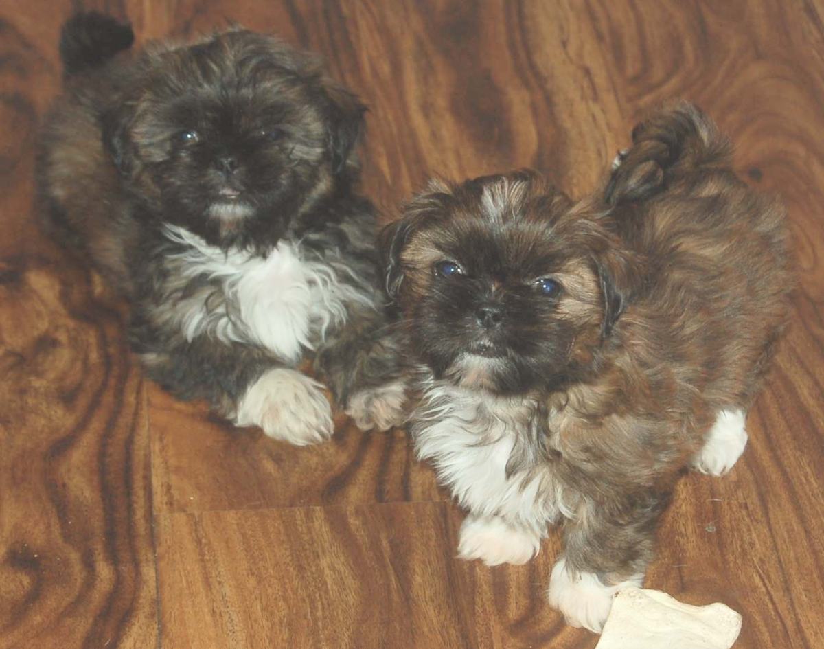 Two shih tzu puppies are lying on the floor, looking at the camera Two shih tzu puppies are lying on the floor, looking at the camera