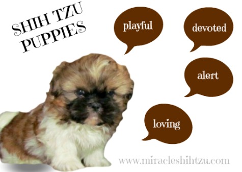 all about shih tzu puppies