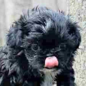 Black Shih Tzu Puppy Black Shih Tzu Puppy