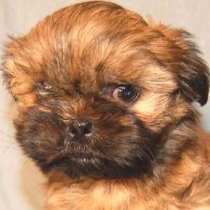 red brindle shih tzu