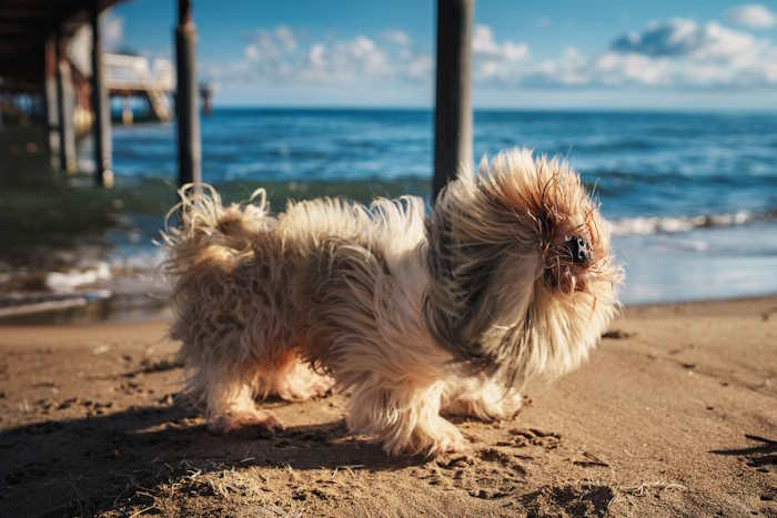 A wet Shih Tzu dog is on the beach shaking off.