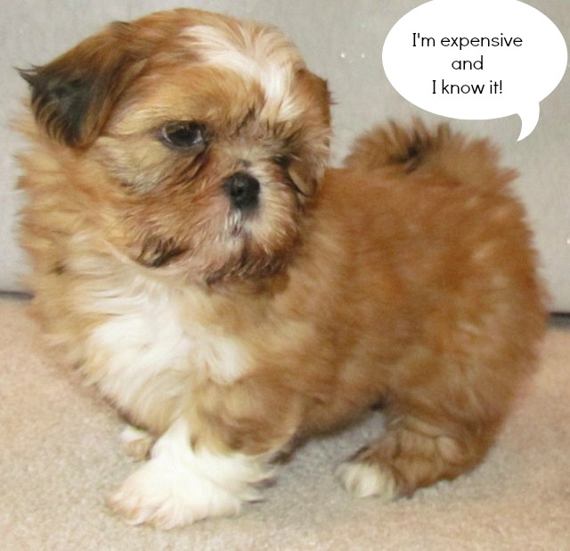 what are the best leashes for shih tzu puppies