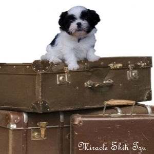 shih-tzu-travel.jpg
