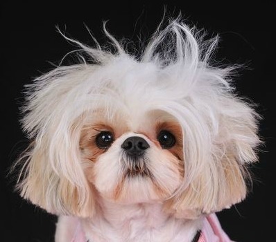 shih tzu photos grooming styles