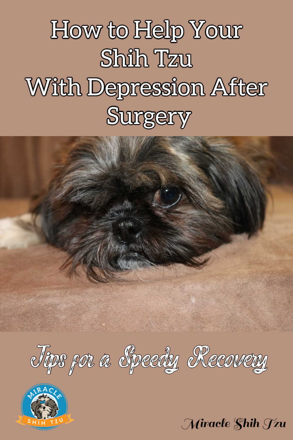 How to Help a Shih Tzu with Depression After Surgery, Pin Image
