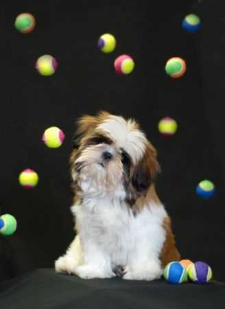 Shih Tzu Dog surrounded by tennis balls.