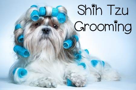 black shih tzu haircuts