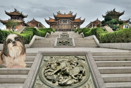 Shih Tzu Facts:  Protectors of ancient temples and palaces