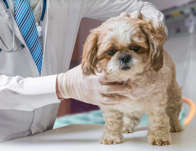 A Shih Tzu dog is being examined by a veterinarian A Shih Tzu dog is being examined by a veterinarian