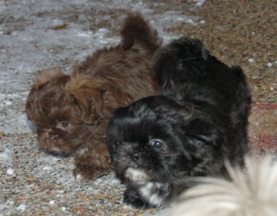 Shih Tzu puppies standing outside in the snow.
