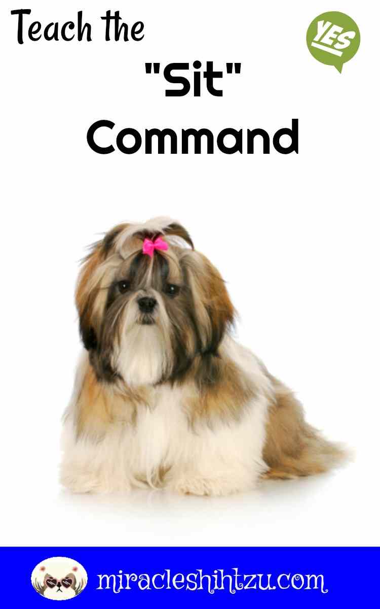 How to Train a Shih Tzu to Sit?