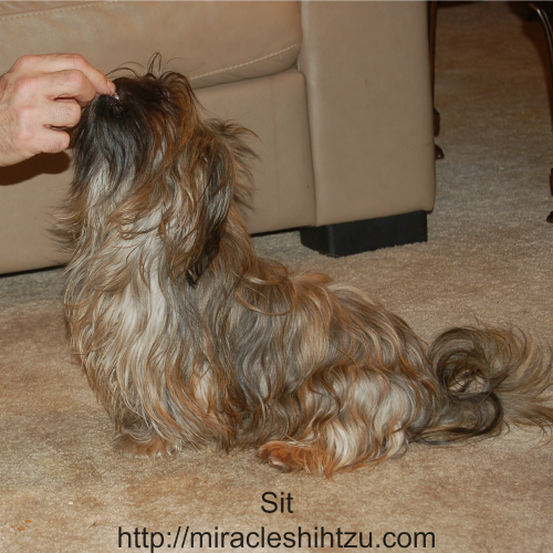Teaching the Sit command