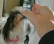 Training your dog to sit on command.