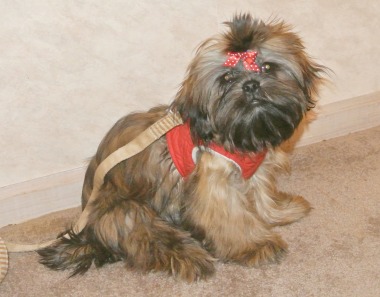 Teach the "Sit" Command