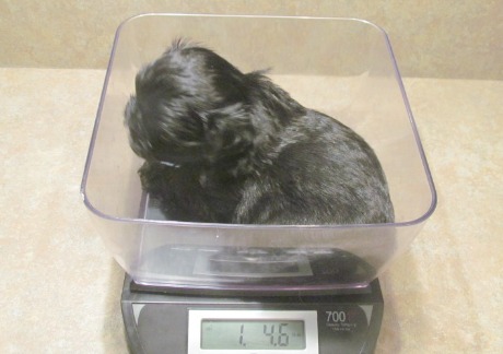 You can predict how big a dog will get but there are no guarantees.