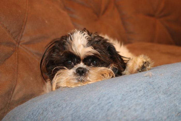 Shih shop tzu sleeping