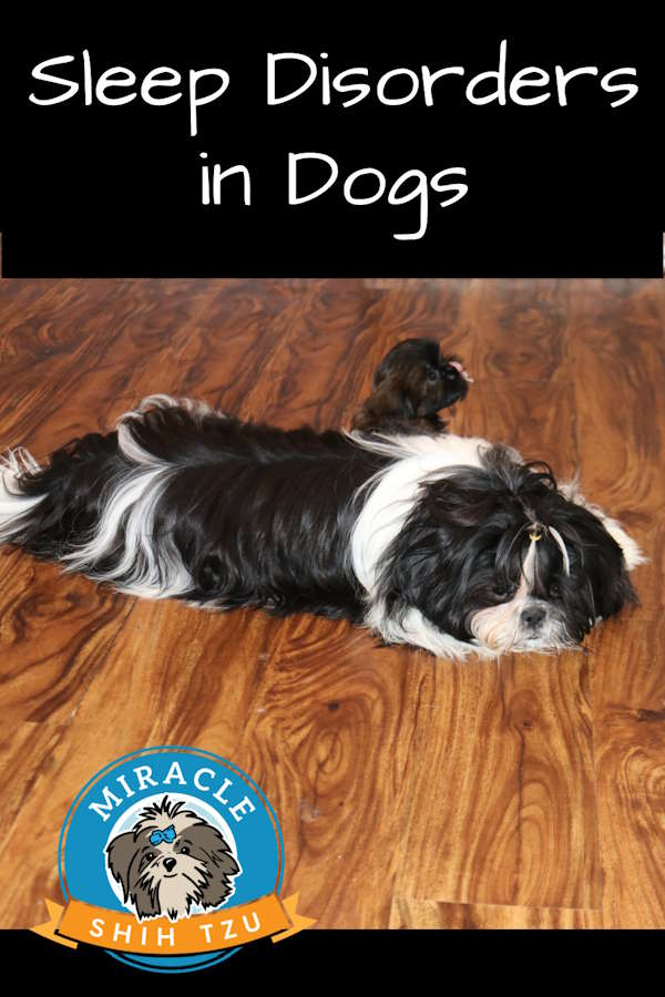 Sleeping Shih Tzu in a Pin Image about Sleep Disorders in Dogs