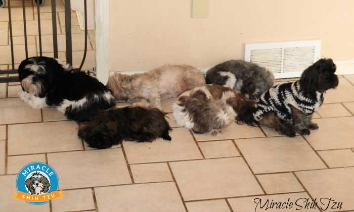 A group of female dogs are sleeping while the one male keeps watch. A group of female dogs are sleeping while the one male keeps watch.