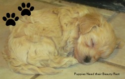 Puppies need plenty of sleep for their well-being