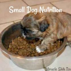 The Best Fruits and Vegetables for a Shih Tzu for Optimal Health