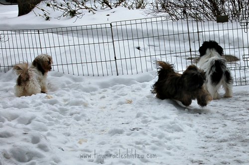 shih tzu heat stroke twenty shih tzu facts shih tzu heat stroke twenty shih tzu facts