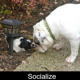 Socialize your Shih Tzu Link