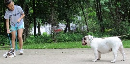 Socializing Your Puppy