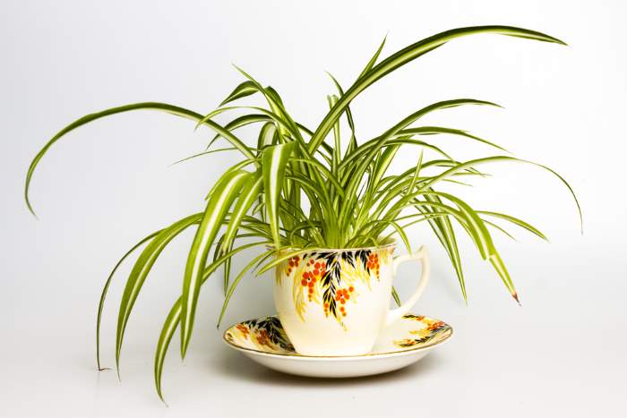 Spider Plant (Chlorophytum comosum)