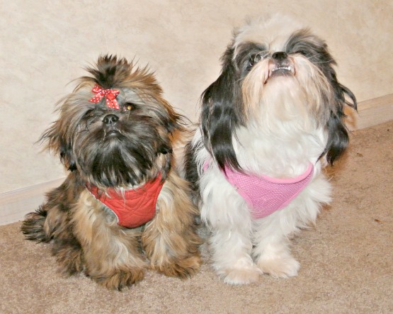 Shih Tzu in a Stay Position