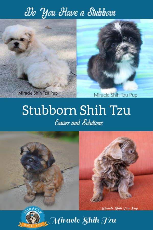How to Train a Stubborn Shih Tzu?