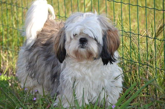 Shih Tzu standing in front of a fence Shih Tzu standing in front of a fence