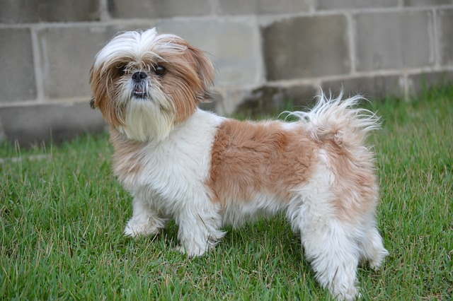 Red and white Shih Tzu standing in the grass Red and white Shih Tzu standing in the grass