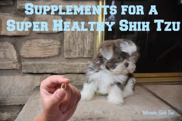 vitamins for shih tzu puppy