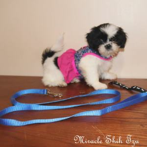 Training the Shih Tzu