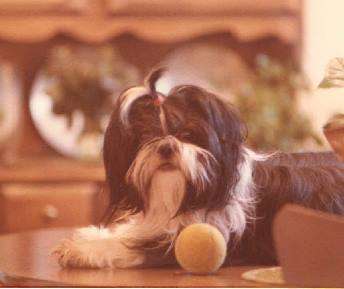 Black and White Shih Tzu